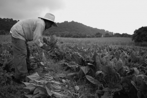 Amenaza paralizacin del campo ante aumento de energticos
 
