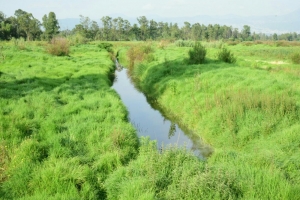 Tierra de nadie, Cinega de Canal Nacional y Canal de Chalco; necesario un plan de manejo que evite la desaparicin de esta zona verde